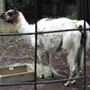 ラマ(夢見ヶ崎動物公園)