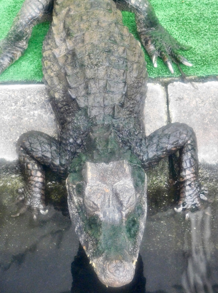 ブラジルカイマン(熱川バナナワニ園)