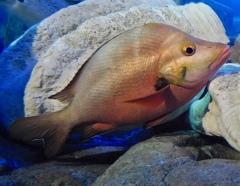 ヒメフエダイ(しながわ水族館) ヒメフエダイ(しながわ水族館)