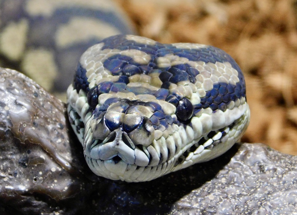 コースタルカーペットニシキヘビ(足立区生物園)