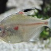 ペレズテトラ(カワスイ　川崎水族館)