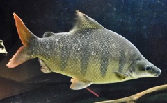 ロングノーズクラウンテトラ(カワスイ　川崎水族館)