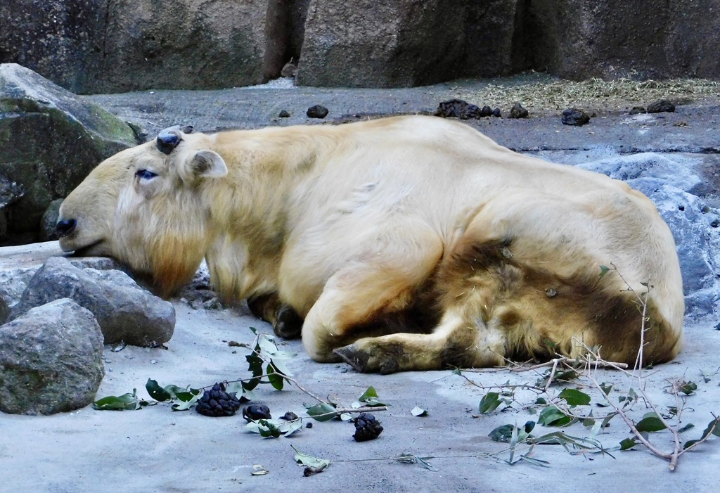 ゴールデンターキン(多摩動物公園)