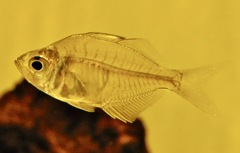 ラージグラスフィッシュ(しながわ水族館)