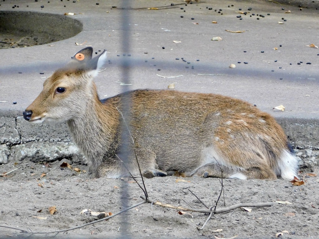 ヤクシカ(井の頭自然文化園)