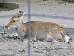 ヤクシカ(井の頭自然文化園)