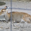 ヤクシカ(井の頭自然文化園)