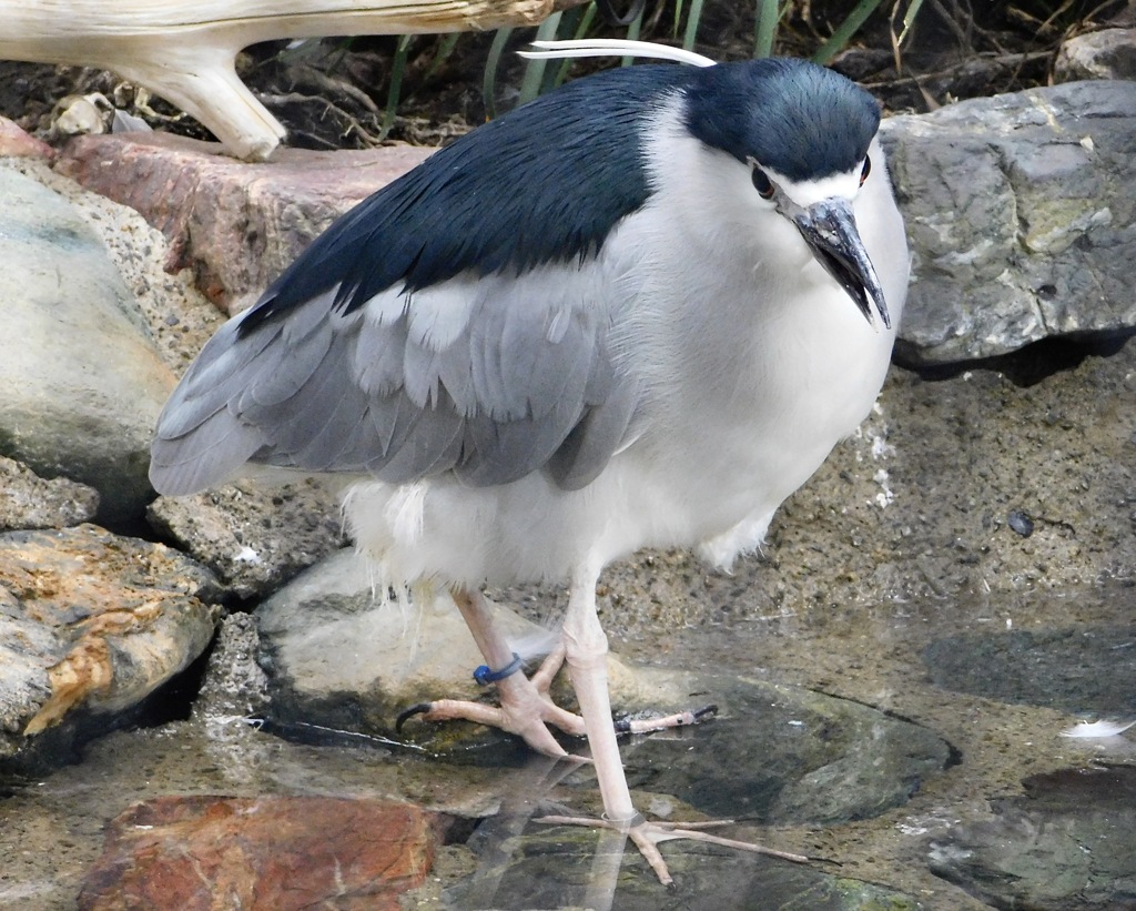 ゴイサギ(井の頭自然文化園)
