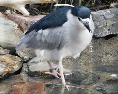ゴイサギ(井の頭自然文化園)