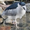 ゴイサギ(井の頭自然文化園)