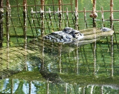 アメリカアリゲーター(熱川バナナワニ園)