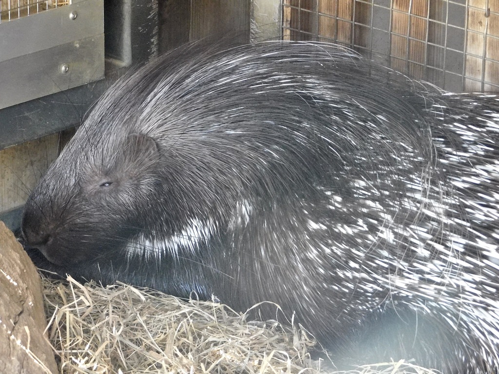 アフリカタテガミヤマアラシ(上野動物園)