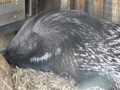 アフリカタテガミヤマアラシ(上野動物園)