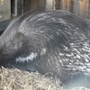 アフリカタテガミヤマアラシ(上野動物園)
