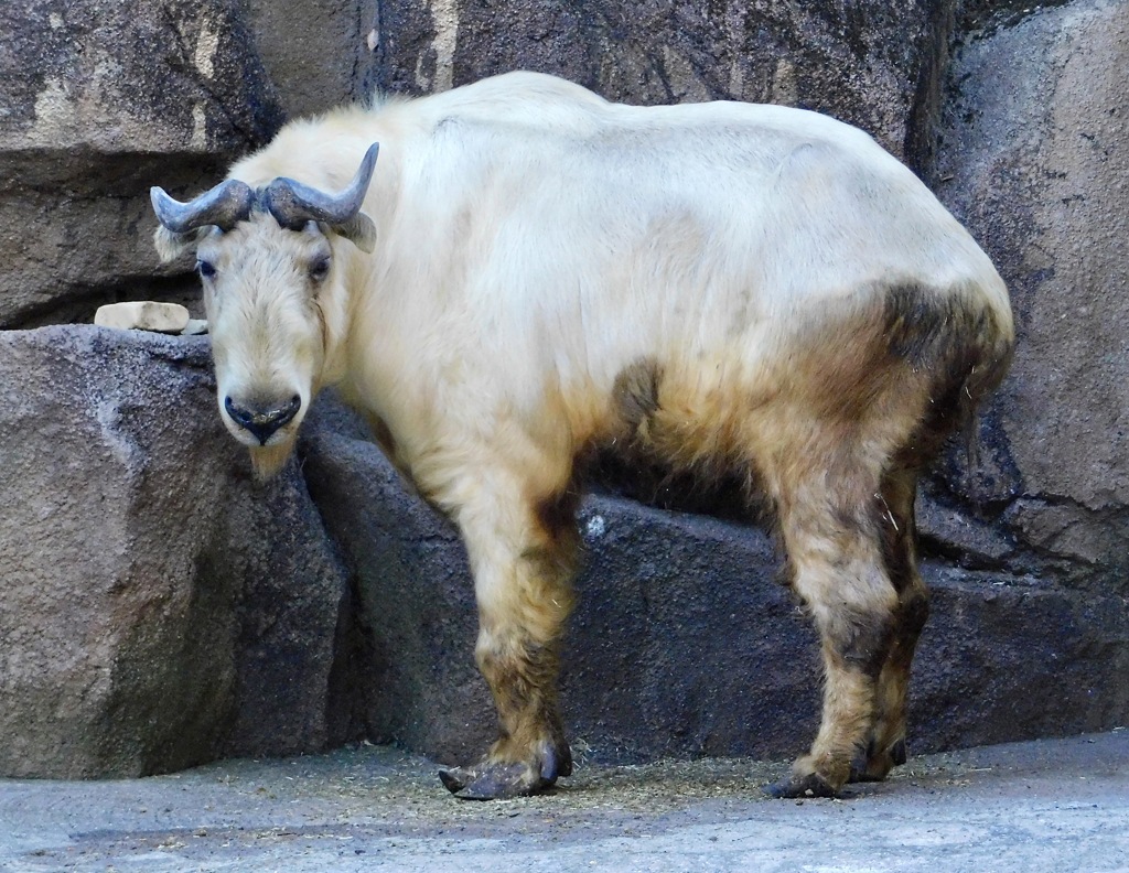ゴールデンターキン(多摩動物公園)