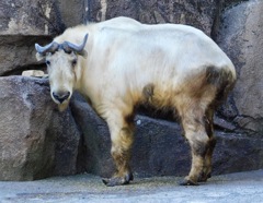 ゴールデンターキン(多摩動物公園)