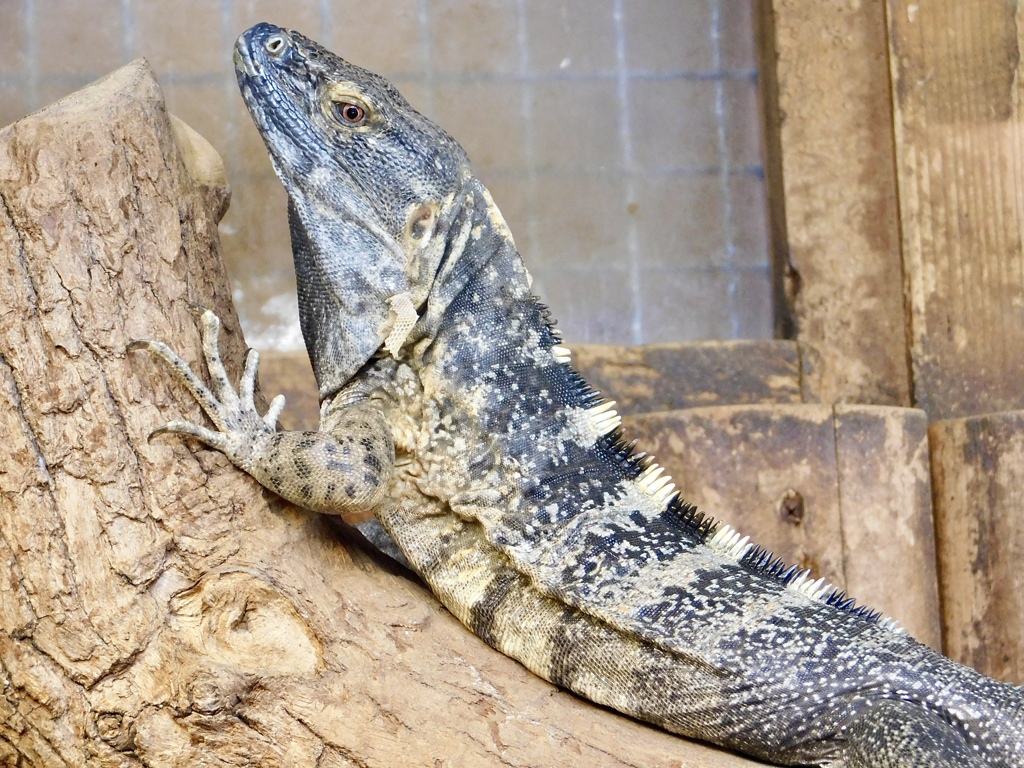 クシトゲオイグアナ(神戸どうぶつ王国)