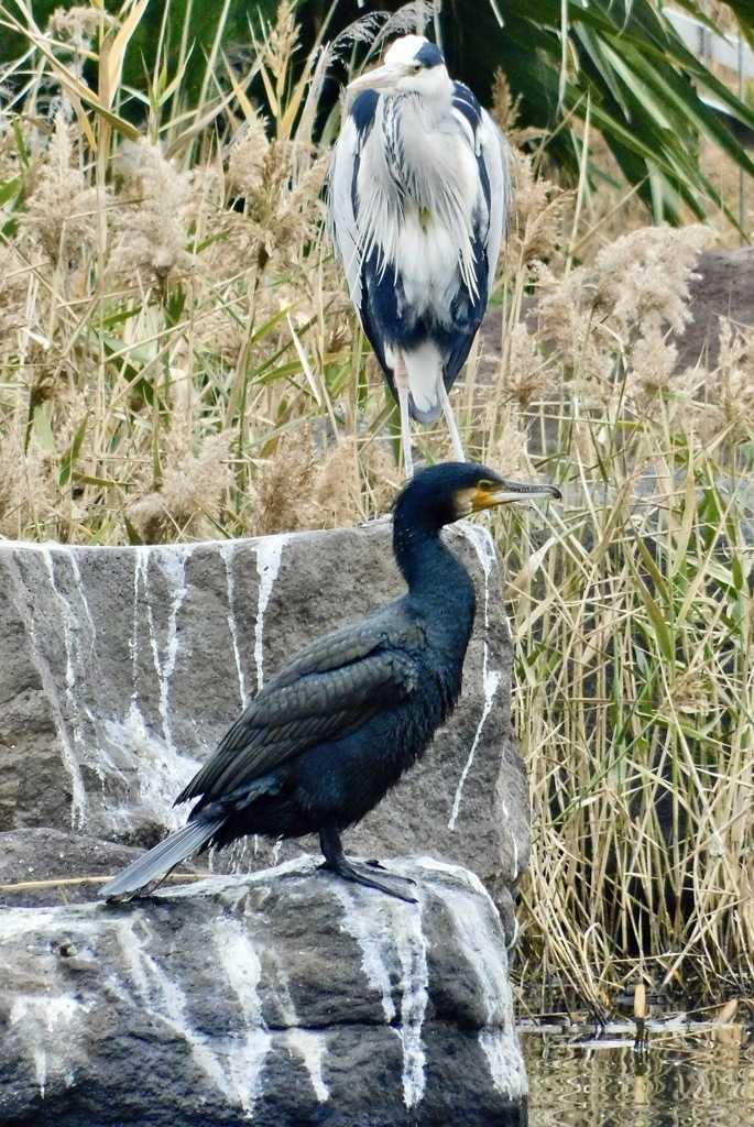 アオサギとカワウのツーショット(しながわ区民公園)