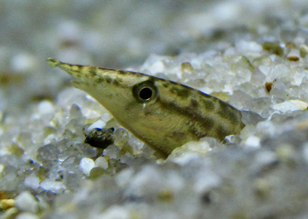 グリーンスパイニーイール(カワスイ　川崎水族館)
