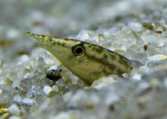 グリーンスパイニーイール(カワスイ　川崎水族館)