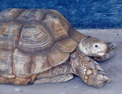 ケヅメリクガメ(夢見ヶ崎動物公園)