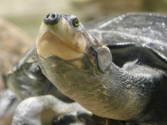 モンキヨコクビガメ(カワスイ　川崎水族館)