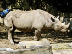 ヒガシクロサイ(上野動物園)