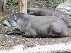 アメリカバク(上野動物園)