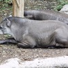 アメリカバク(上野動物園)