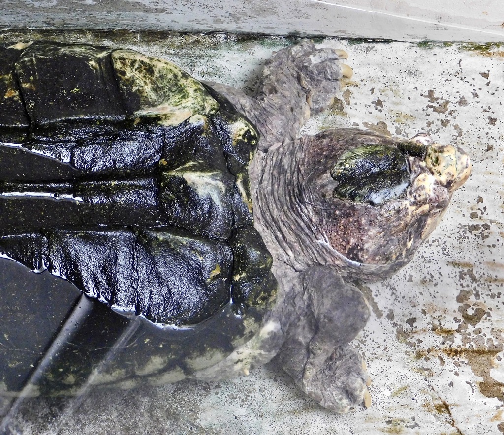 ワニガメ(野毛山動物園)