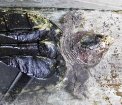 ワニガメ(野毛山動物園)