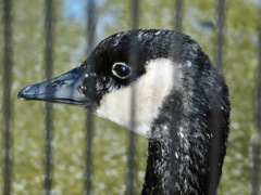 カナダガン(野毛山動物園)
