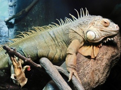 グリーンイグアナ(天王寺動物園)