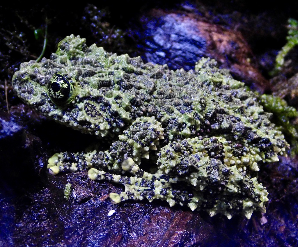 コケガエル(カワスイ　川崎水族館)