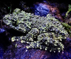 コケガエル(カワスイ　川崎水族館)