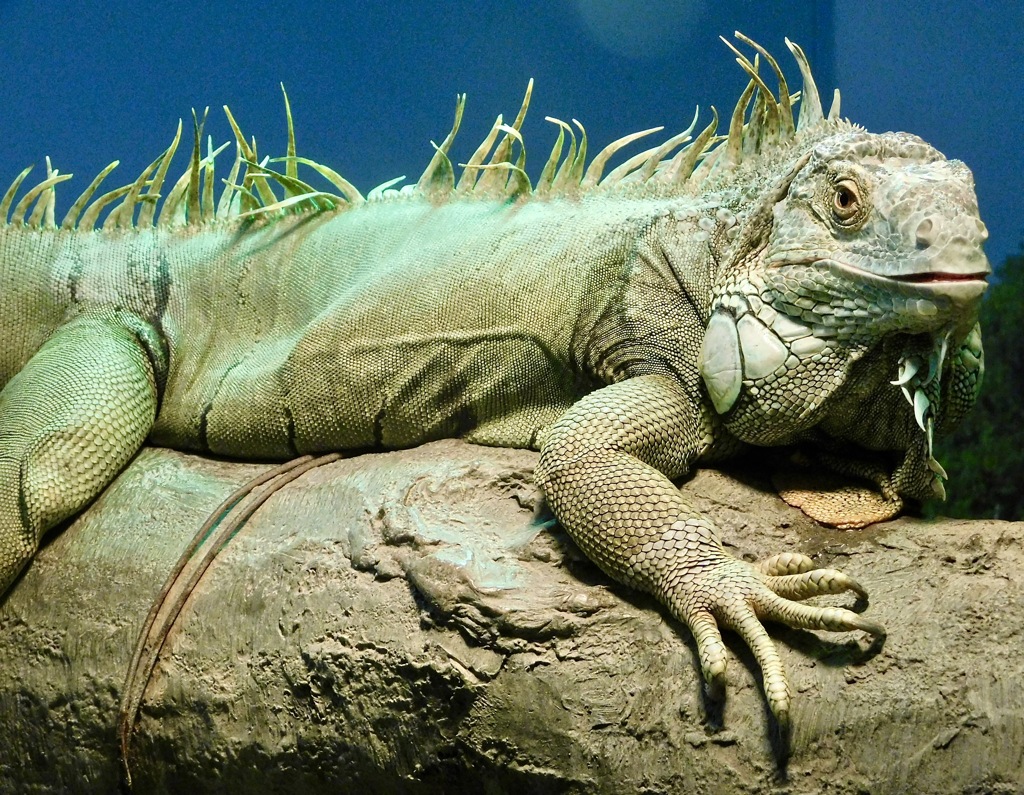 グリーンイグアナ(野毛山動物園)