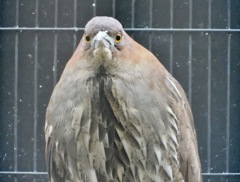 ミゾゴイ(井の頭自然文化園)