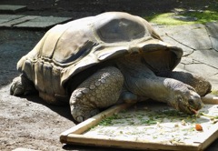 餌を食べるアルダブラゾウガメ(夢見ヶ崎動物公園)