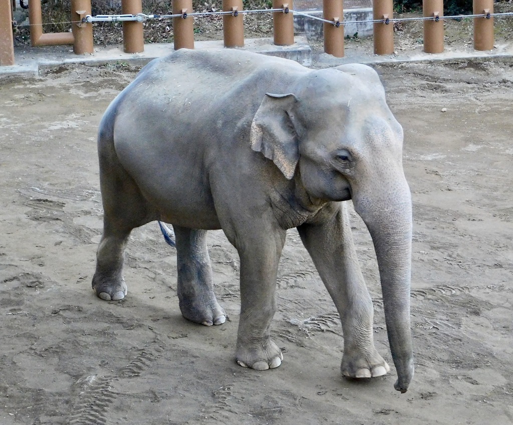 スリランカゾウ(多摩動物公園)