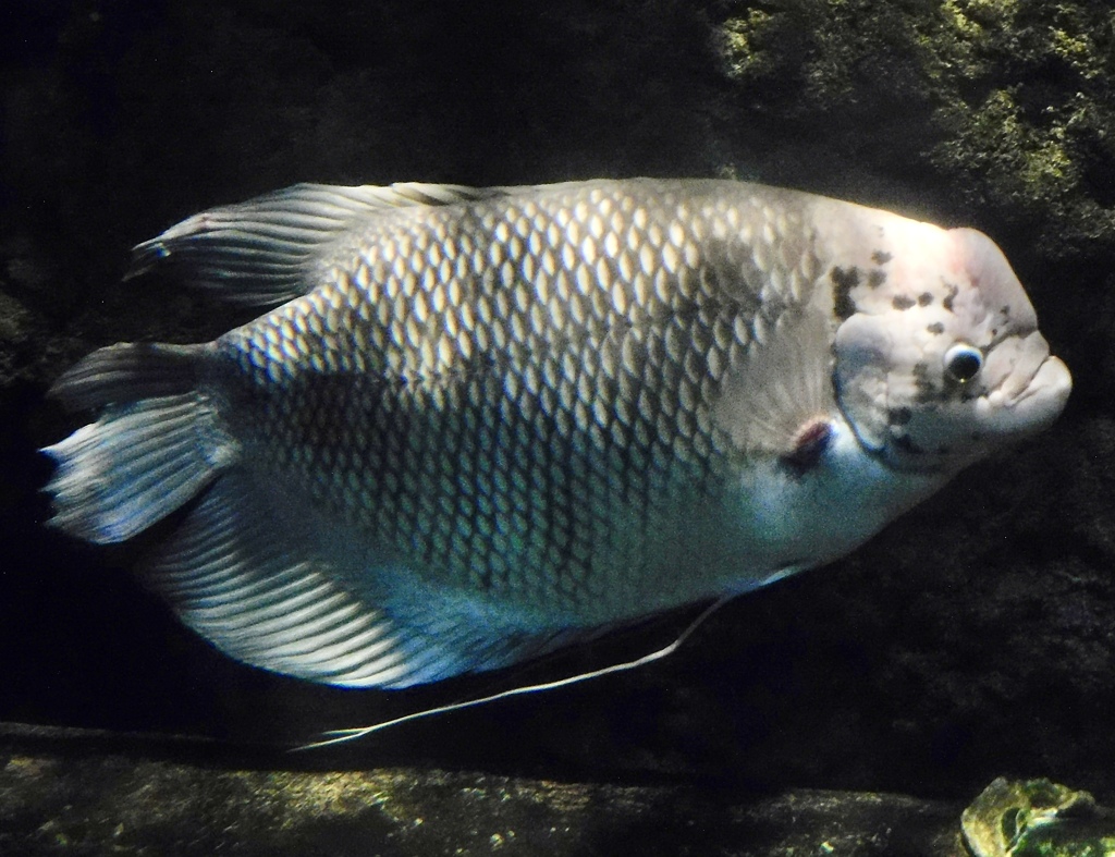オスフロネムスグラミー(しながわ水族館)