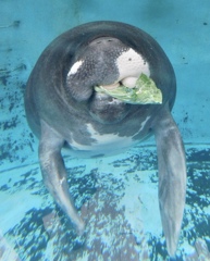 アマゾンマナティーのじゅんと(熱川バナナワニ園)