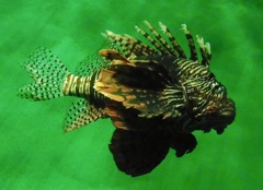 ハナミノカサゴ(葛西臨海水族園)