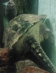カミツキガメ(井の頭自然文化園)