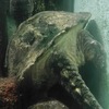 カミツキガメ(井の頭自然文化園)