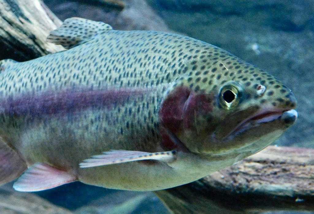 ニジマス(カワスイ　川崎水族館)