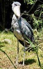 ハシビロコウ(上野動物園)