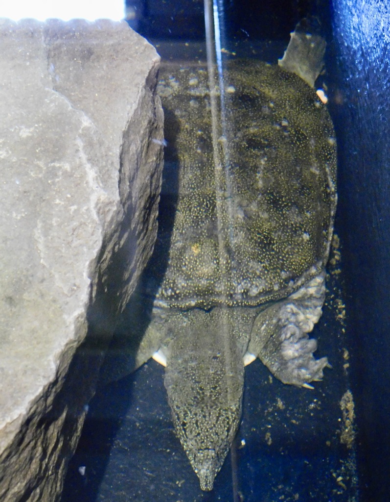 ニホンスッポン(上野動物園)