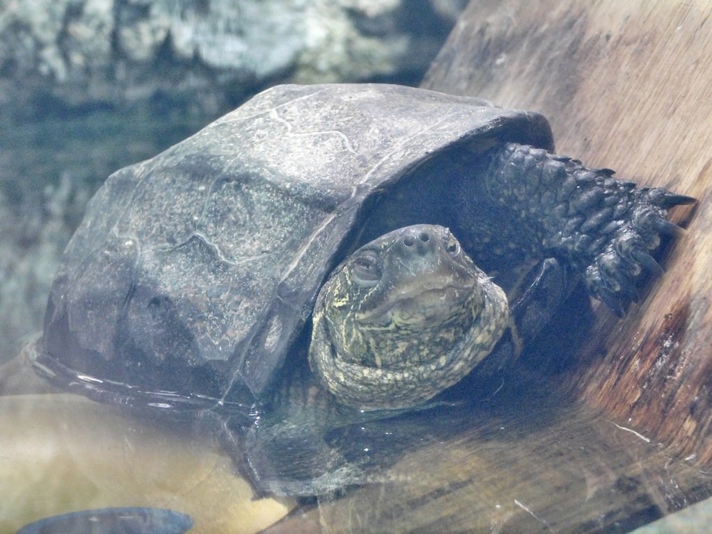 クサガメ(しながわ水族館)