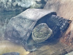 クサガメ(しながわ水族館)