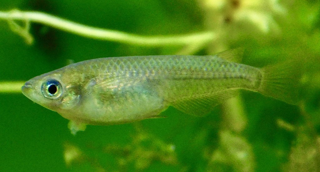 ミナミメダカ(野毛山動物園)